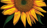 Sunflowers On Black Door Mat image 2